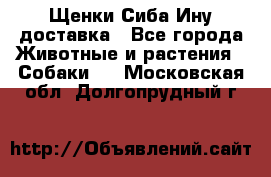 Щенки Сиба Ину доставка - Все города Животные и растения » Собаки   . Московская обл.,Долгопрудный г.